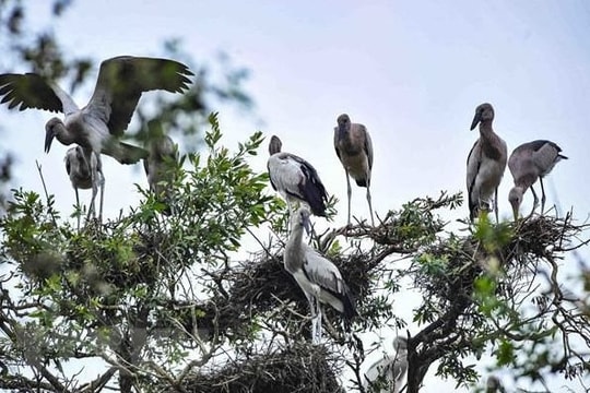 Tín hiệu tích cực trong công tác bảo tồn chim hoang dã