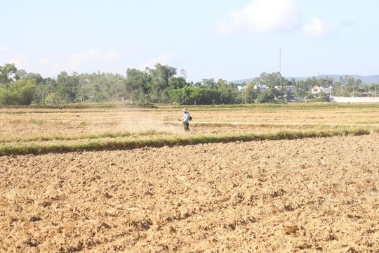Đà Nẵng lo thiếu nước vụ hè thu vì đập ngăn mặn chậm tiến độ