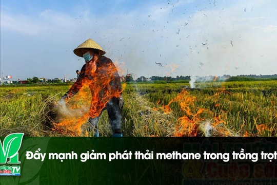 [VIDEO] Đẩy mạnh giảm phát thải methane trong trồng trọt
