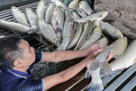 Nghệ An chưa ghi nhận dấu hiệu ô nhiễm liên quan vụ thủy sản chết hàng loạt