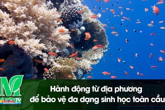 [VIDEO] Hành động từ địa phương để bảo vệ đa dạng sinh học toàn cầu