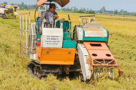El Nino và căng thẳng Trung Đông gây áp lực lên ngành lúa gạo Philippines