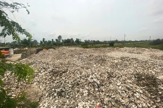 Đổ trộm hơn 300 tấn vỏ hàu gây ô nhiễm, chủ cơ sở chế biến ở Quảng Ninh bị khởi tố