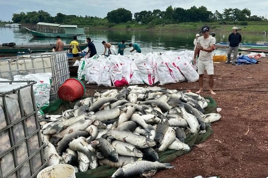 Mưa đầu mùa khiến hơn 100 tấn cá trên hồ Trị An chết bất thường