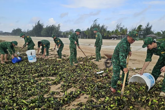 Hàng chục tấn lục bình từ biển dạt kín nhiều bãi tắm ở TP.HCM