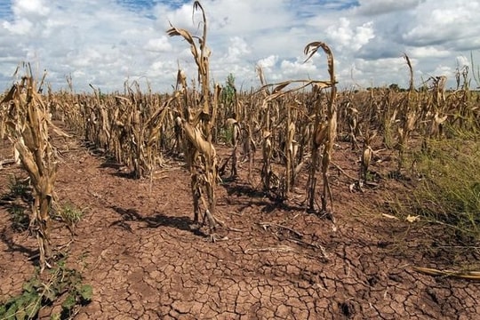 El Nino tác động mạnh tới Việt Nam ra sao?