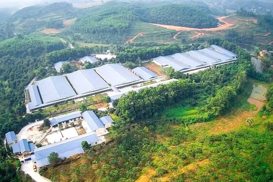 Phạt gần 500 triệu đồng doanh nghiệp có trang trại lợn gây ô nhiễm môi trường
