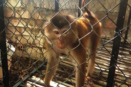 Hà Tĩnh: Cứu hộ cá thể khỉ đuôi lợn thuộc nhóm động vật rừng nguy cấp, quý hiếm