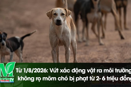 [VIDEO] Từ 1/8/2026: Vứt xác động vật ra môi trường, không rọ mõm chó bị phạt từ 2- 6 triệu đồng