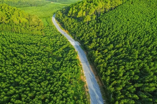 Nghệ An triển khai thực hiện Kế hoạch dịch vụ hấp thụ và lưu giữ các-bon rừng theo quy định mới