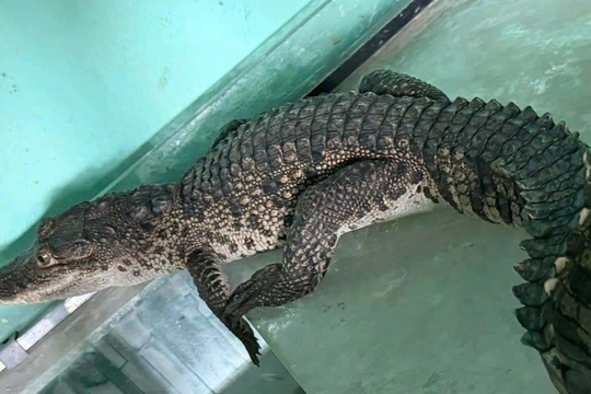 Cá sấu 1m bất ngờ “ghé” nhà dân ở Huế