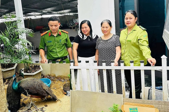 Phát hiện 2 chim công Ấn Độ đi lạc, người dân Nghệ An chủ động giao nộp