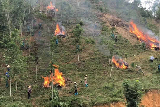 Lào Cai tăng cường phòng cháy, chữa cháy rừng