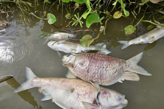 Nghệ An khẩn trương điều tra nguyên nhân cá nuôi chết bất thường trên sông Lam