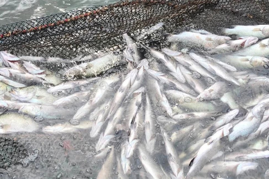 Quảng Trị khẩn trương làm rõ nguyên nhân cá chết hàng loạt trên sông Hiếu, sông Thạch Hãn