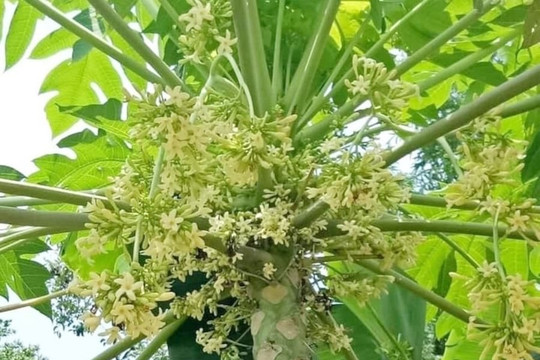 4 tác dụng của hoa đu đủ đực ngâm mật ong