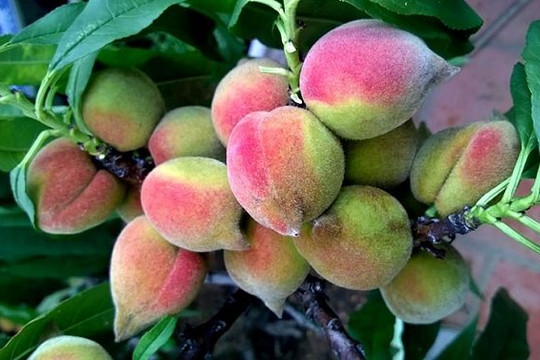 Lợi ích tốt mắt, đẹp da của quả đào