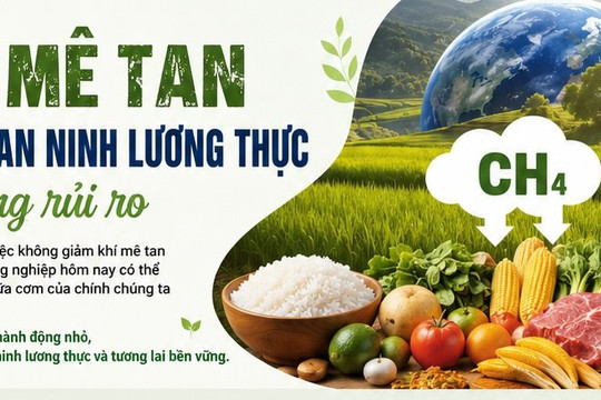 Giảm khí mê tan để bảo vệ an ninh lương thực
