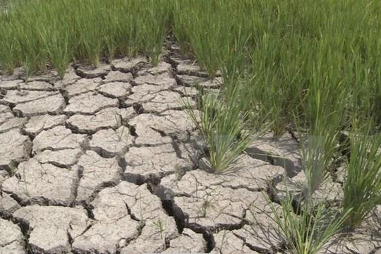 Hơn 3.800ha lúa Hè Thu phải lùi thời vụ vì nắng nóng, xâm nhập mặn