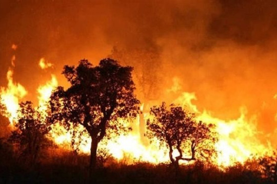 Algeria kích hoạt ứng phó khẩn cấp vì cháy rừng