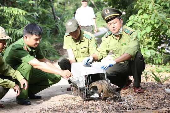 Huế: Thả 30 cá thể cầy vòi hương quý hiếm về rừng sau khi được cứu hộ