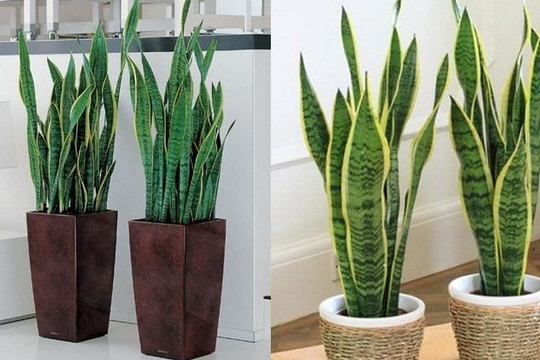 5 loại cây chịu hạn dễ trồng, giúp không gian xanh mát trong mùa hè
