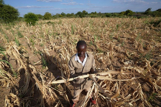WFP: El Niño có thể đẩy thêm 49 triệu người vào cảnh đói