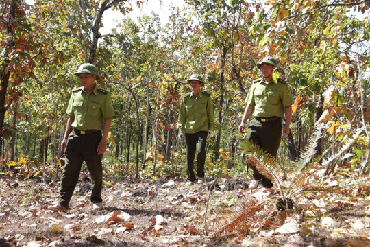 Đắk Lắk siết chặt quản lý, quyết liệt xử lý phá rừng và lấn chiếm đất lâm nghiệp