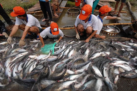 Cộng đồng chung tay quản lý chất thải, giảm ô nhiễm trong nuôi trồng thủy sản ở ĐBSCL
