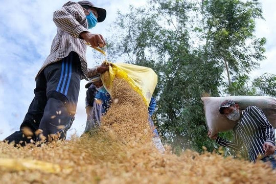 El Nino lập kỷ lục, thế giới đối mặt khủng hoảng lương thực
