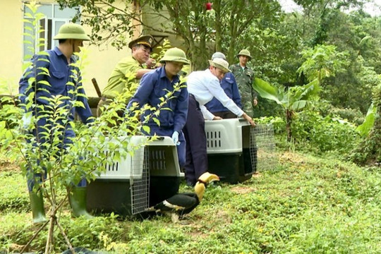 Quảng Trị tăng cường thực thi pháp luật, bảo vệ động vật hoang dã