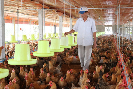 Hà Nội phê duyệt quy trình thủ tục hành chính lĩnh vực chăn nuôi, thú y