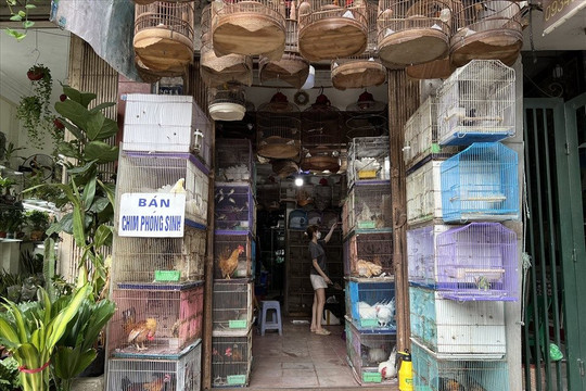 Giáo hội Phật giáo Việt Nam đề nghị không đặt hàng, thu gom động vật để phóng sinh mùa Vu Lan