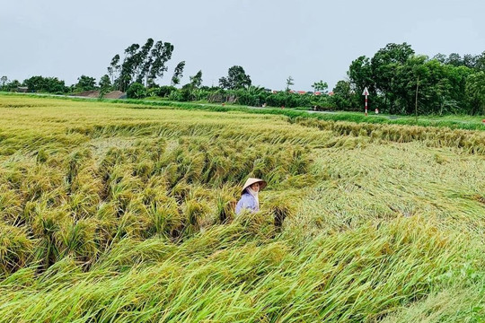 Hà Tĩnh hứng mưa lớn, hàng nghìn hecta cây trồng bị ảnh hưởng