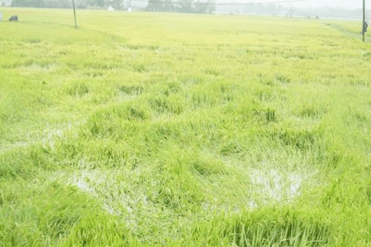 Bắc Ninh: 1.687ha nông nghiệp ngập úng do mưa lớn, nhiều sông vượt mức báo động II