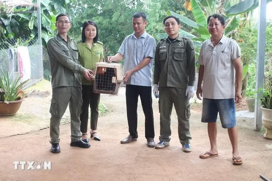 Đồng Nai: Người dân tự nguyện giao nộp 3 cá thể khỉ nguy cấp, quý hiếm