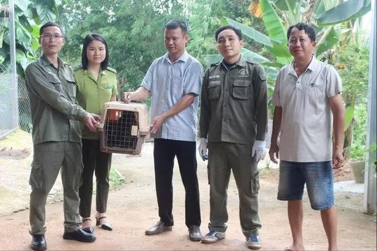 Đồng Nai: Người dân tự nguyện giao nộp 3 cá thể khỉ nguy cấp, quý hiếm