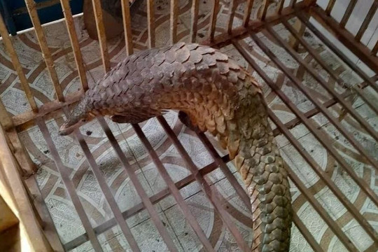 Quảng Trị: Hai người dân tự nguyện giao nộp cá thể tê tê quý hiếm