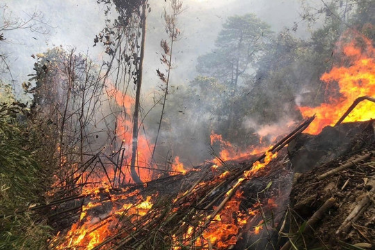 WMO cảnh báo cháy rừng, nắng nóng làm gia tăng ô nhiễm không khí