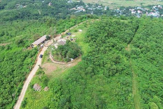 Hà Nội trồng mới 84ha rừng trong 8 tháng năm 2026
