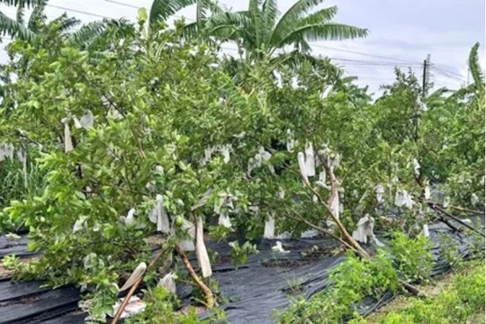 Những điểm mới tại Nghị định 346 về bảo hiểm nông nghiệp, có hiệu lực từ 20/10/2026