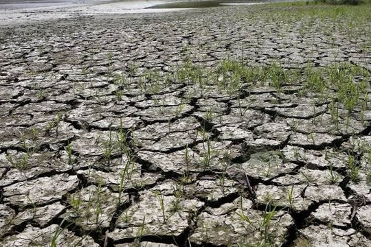 Thái Lan tăng dự trữ lương thực để ứng phó nguy cơ hạn hán do El Nino