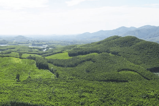 Hơn 13.240 ha rừng được trồng mới, Lào Cai mở rộng không gian xanh