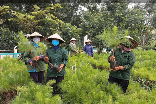 Gia Lai đẩy nhanh tiến độ trồng rừng, mở rộng không gian xanh