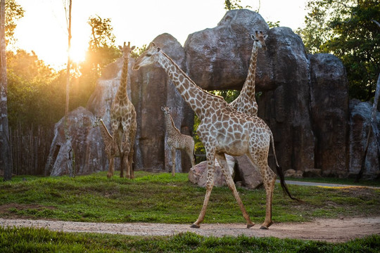 Nắm giữ “kỷ lục kép” thế giới - Vinpearl Safari Phú Quốc “khủng” cỡ nào?