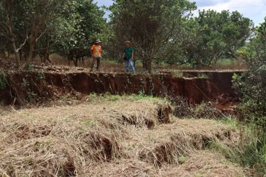 Gia Lai: Sụt lún đất tại Đức Cơ, đề nghị khảo sát địa chất chuyên sâu