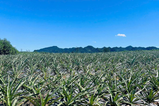 Nghệ An triển khai kế hoạch phát triển vùng nguyên liệu nông, lâm, thủy sản giai đoạn 2026 - 2030
