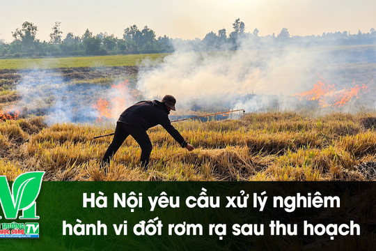 [VIDEO] Hà Nội yêu cầu xử lý nghiêm hành vi đốt rơm rạ sau thu hoạch