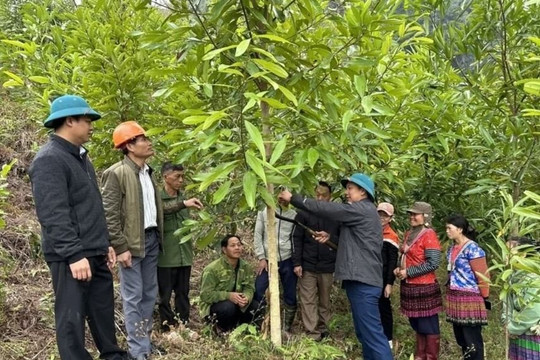 Bộ Nông nghiệp và Môi trường lên lộ trình xây dựng Luật Lâm nghiệp mới