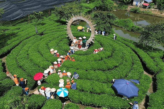 Thái Nguyên kết nối văn hóa trà với động lực phát triển kinh tế địa phương